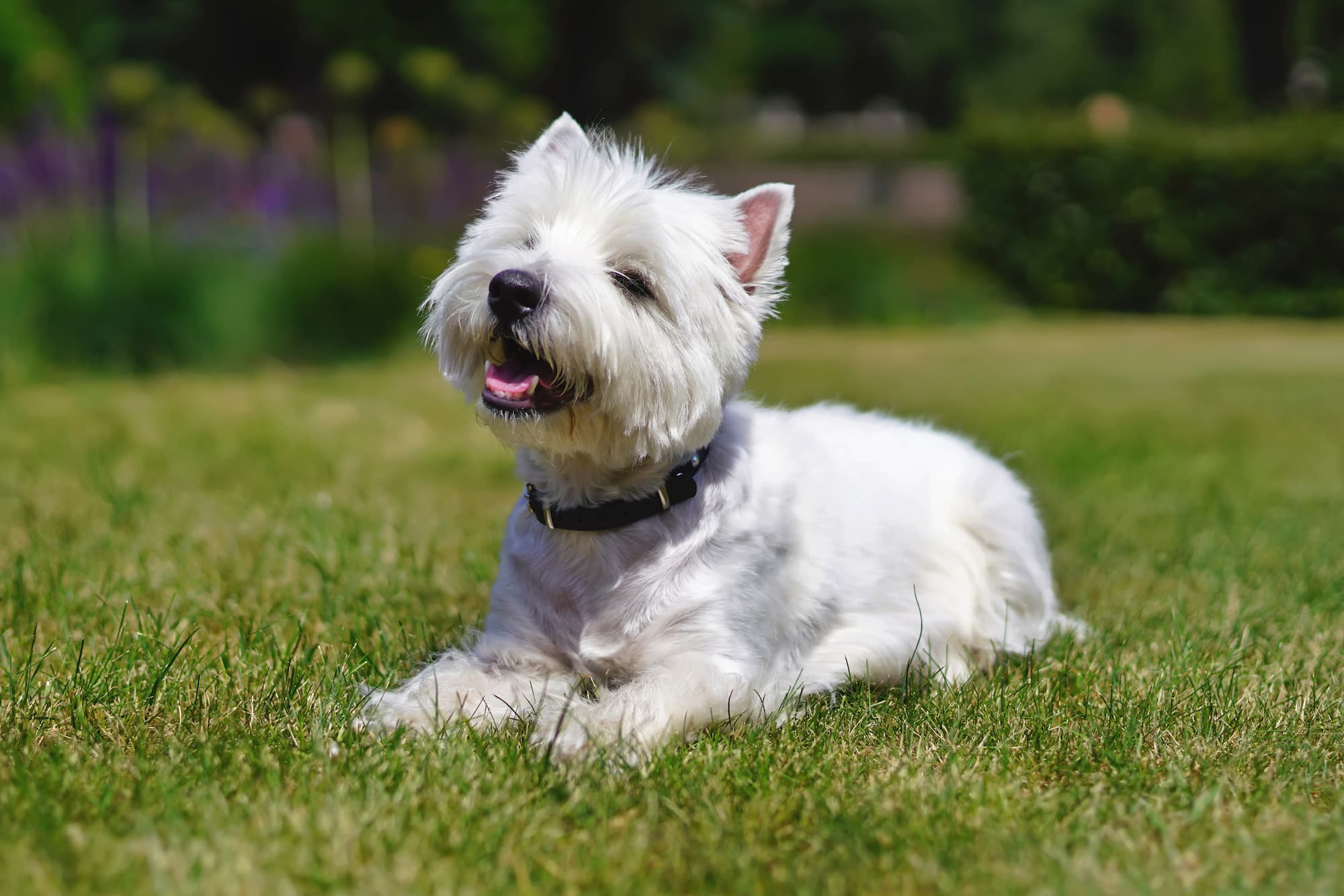 Toilettage pour chiens de petites tailles (Westie, Teckel, Carlin etc.) Thann